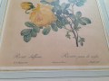 Rosas amarillas